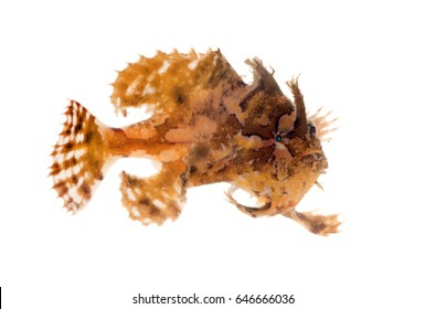 The Sargassum Fish, Anglerfish, Or Frog Fish, Histrio Histrio. A Well-camouflaged Fish. Isolated On White Background