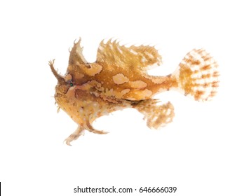 The Sargassum Fish, Anglerfish, Or Frog Fish, Histrio Histrio. A Well-camouflaged Fish. Isolated On White Background