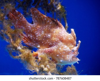 Sargassum Fish In Aquarium Japan