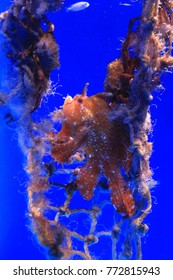 Sargassum Fish At Okinawa Churaumi Aquarium