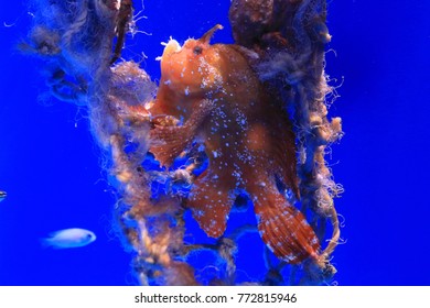 Sargassum Fish At Okinawa Churaumi Aquarium