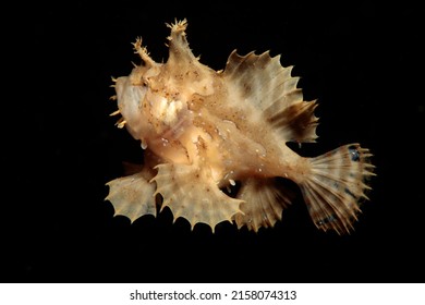 Sargassum Frogfish Or Anglerfish Lives Among Seaweed Witch Floats In Tropical Water