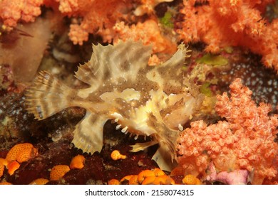 Sargassum Frogfish Or Anglerfish Lives Among Seaweed Witch Floats In Tropical Water