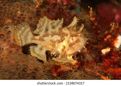 Sargassum Frogfish Or Anglerfish Lives Among Seaweed Witch Floats In Tropical Water