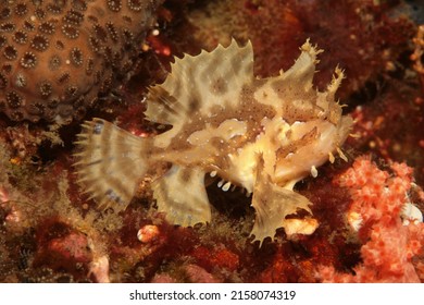 Sargassum Frogfish Or Anglerfish Lives Among Seaweed Witch Floats In Tropical Water