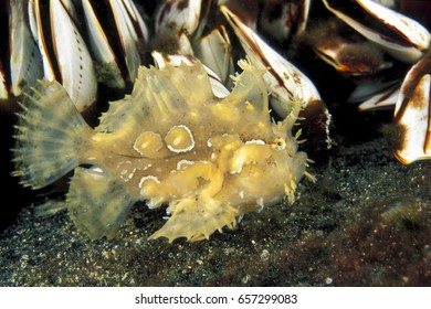 Sargassum Frogfish, Histrio Histrio, On A Drfiting Log Between Barnacles, Sulawesi Indonesia.