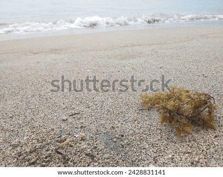 Sargassum muticum on the sand at the Beach, commonly known as Japanese wireweed or japweed is a large brown seaweed of the genus Sargassum, high growth during spring time