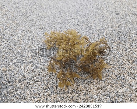 Sargassum muticum on the sand at the Beach, commonly known as Japanese wireweed or japweed is a large brown seaweed of the genus Sargassum, high growth during spring time
