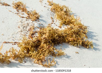 Woman Lying On Sand Spreading Legs Stock Photo 1163002675 | Shutterstock