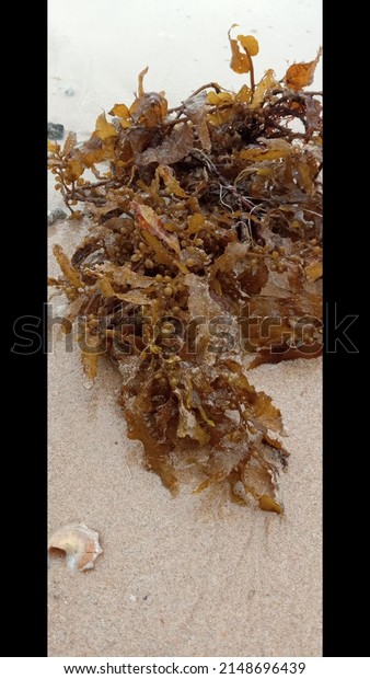 Sargassum\
polycystum is an example of a brown algae that has holdfast, stipe\
and blade. The body of Sargassum polycystum is dominated by brown\
color with a cylindrical talus\
shape.