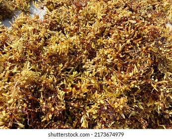 Sargassum Seaweed In Close Up