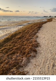 Sargassum Seaweed Invading The Beach