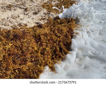 Sargassum Seaweed On The Beach