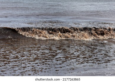 Sargassum  Seaweed On Beach In Barbados