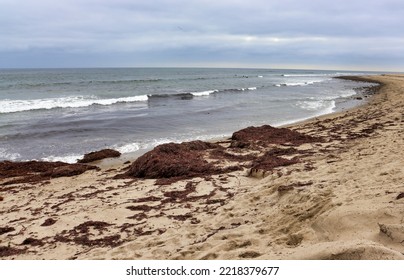 Sargassum Seaweed Washed Up On Beach Sand.