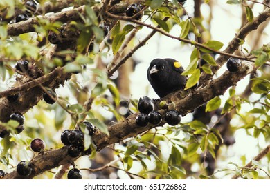 Sargeant Bird On Jaboticaba Tree In Brazil During Autumn