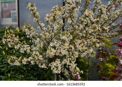 Sargent Crabapple 'Tina' (Malus Sargentii)