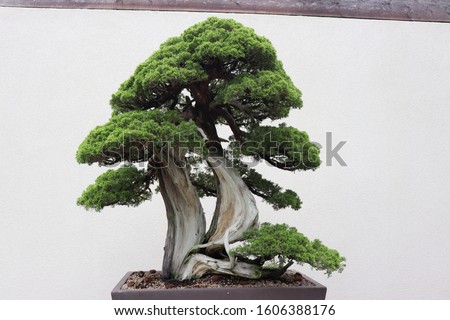 A sargent juniper bonsai tree.