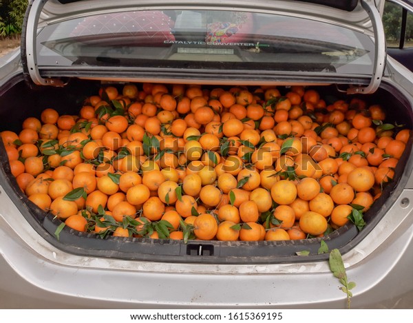 Sargodha,Punjab / Pakistan - January Sunday 2020\
: Car trunk full of oranges look\
organic