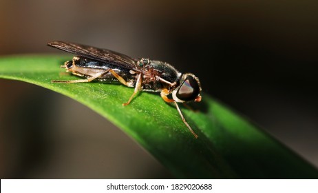 A Sargus Bipunctatus Is A Species Of Flies In The Family Soldier Flies, Perched On The Green Leaf