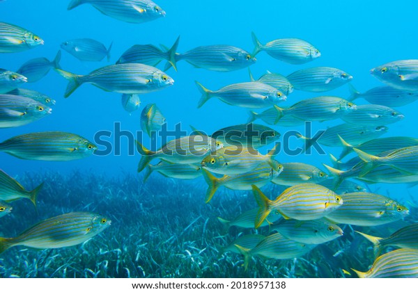 Sarpa\
salpa, known in Italian as salpa is a marine bony fish belonging to\
the Sparidae family. It is the only species of the genus Sarpa\
School of sarpa salpa in the mediterranean\
sea\
