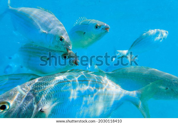Sarpa\
salpa, known in Italian as salpa is a marine bony fish belonging to\
the Sparidae family. It is the only species of the genus Sarpa\
School of sarpa salpa in the mediterranean\
sea