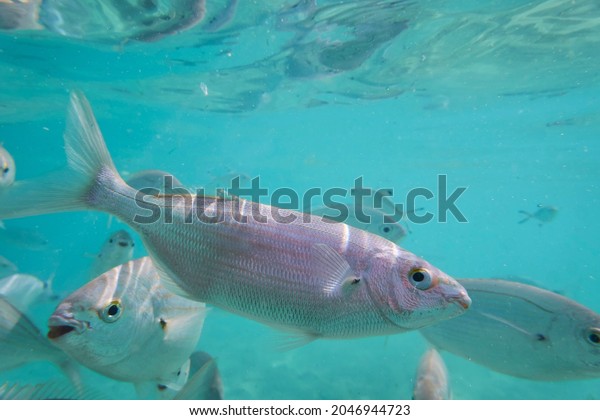 Sarpa\
salpa, known in Italian as salpa is a marine bony fish belonging to\
the Sparidae family. It is the only species of the genus Sarpa\
School of sarpa salpa in the mediterranean\
sea