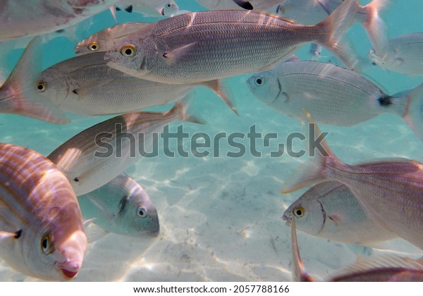 Sarpa salpa, known in Italian as salpa is a marine\
bony fish belonging to the Sparidae family. It is the only species\
of the genus Sarpa School of sarpa salpa in the mediterranean\
sea.Free fish