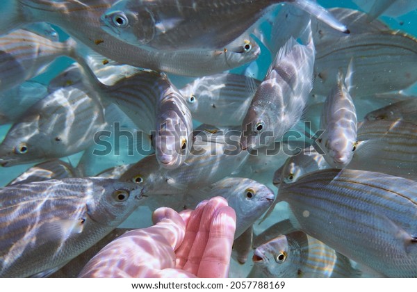Sarpa salpa, known in Italian as salpa is a marine\
bony fish belonging to the Sparidae family. It is the only species\
of the genus Sarpa School of sarpa salpa in the mediterranean\
sea.Free fish
