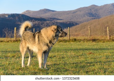 Sarplaninac Dog Breed Stock Photo 1372323608 | Shutterstock