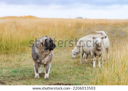 Sarplaninac dog protecting sheep. Livestock Guardian Dog. 
