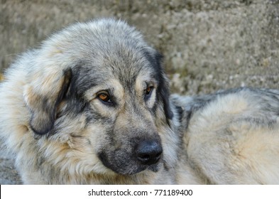 Sarplaninac Serbian Dog Breed Stock Photo 771189400 | Shutterstock