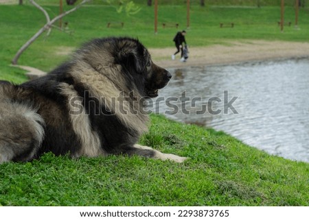 The Sarplaninac shepherd dog looking over the lake