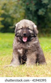 Sarplaninec - Shara Mountain Dog, Macedonian shepherd dog, couple of months old - Shutterstock ID 41945395