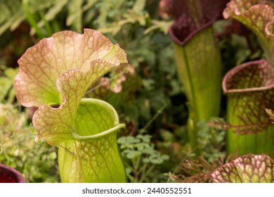 Sarracenia, beautiful carnivorous red and green pitcher plants. - Powered by Shutterstock