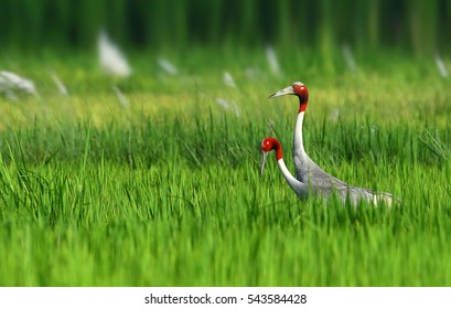 Sarus Crane