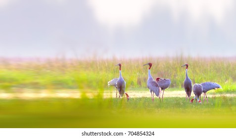 Sarus Crane