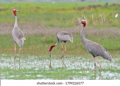 The sarus crane (Antigone antigone) is a large non-migratory crane found in parts of the Indian subcontinent, Southeast Asia. The tallest of the flying birds,Bird in Thailand. 