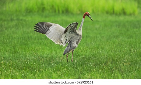 Sarus Crane Bird