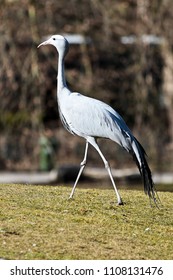 Sarus Crane Grus Antigone Birds Thailand Stock Photo 1108131476 ...