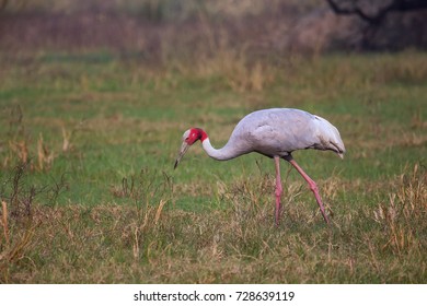 Sarus Crane Grus Antigone Keoladeo Ghana Stock Photo 728639119 ...