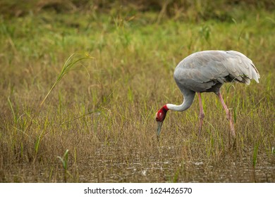 206,993 Wetland birds Images, Stock Photos & Vectors | Shutterstock