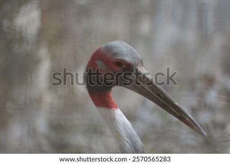 The sarus crane is a large nonmigratory crane found in parts of the Indian subcontinent, Southeast Asia, and northern Australia. 