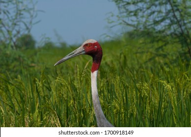 40+ Bird Name On Ahmedabad City Pics