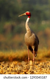 Sarus crane Images, Stock Photos & Vectors | Shutterstock