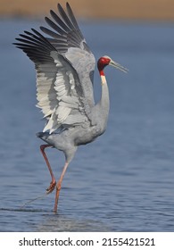 Sarus Crane - World's Tallest Flying Bird