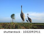 sarus cranes in grass feild
