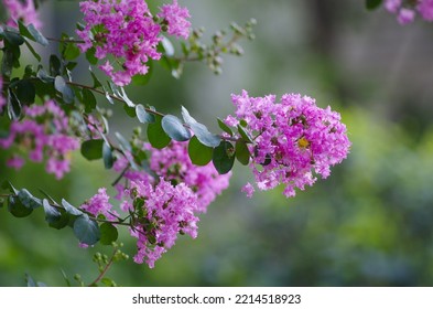Sarusuberi (Lagerstroemia indica), plant in the genus Lagerstroemia of the family Lythraceae - Shutterstock ID 2214518923