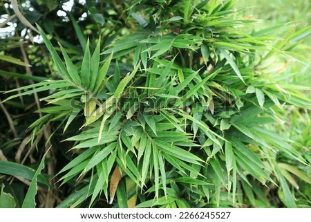 Sasaella ramosa in the nature garden. Makino. Dwarf bamboo. Umbrella bamboo jumbo leaves in the garden. Fargesia murielae Jumbo. 