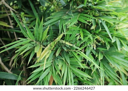 Sasaella ramosa in the nature garden. Makino. Dwarf bamboo. Umbrella bamboo jumbo leaves in the garden. Fargesia murielae Jumbo. 